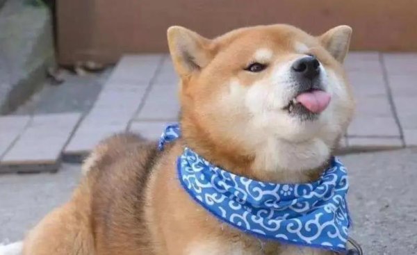 非凡策略 柴犬护主感动全网，小身板挡危险，忠诚到让人泪目
